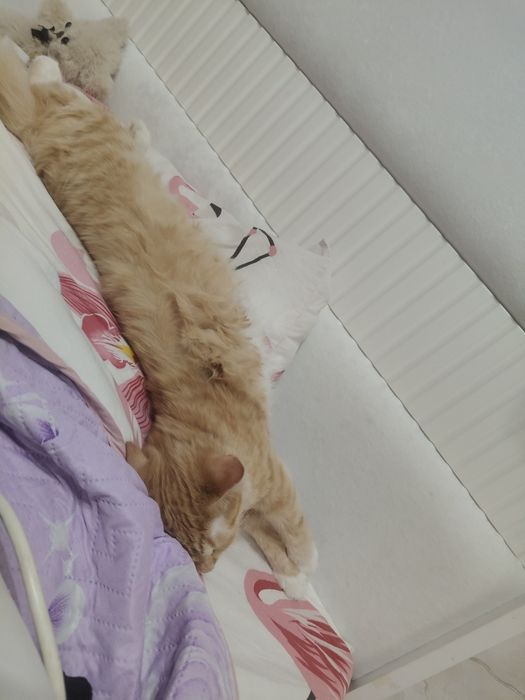 Отдам даром игривую кошку