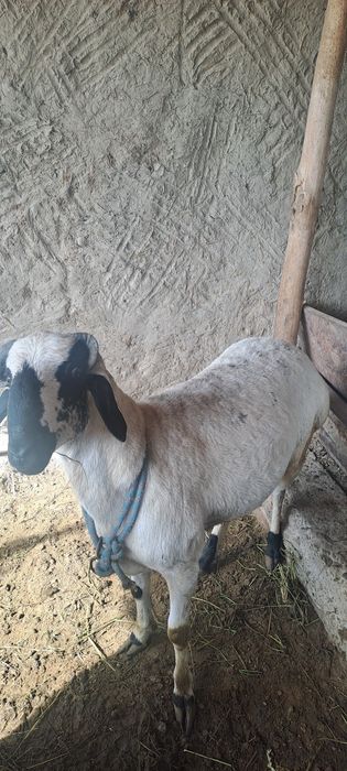 Qo'chqorlar qurbonlikka