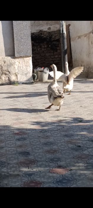 Gʻoz juftlik sotiladi