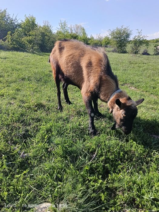 Țap alpin, ciut genetic