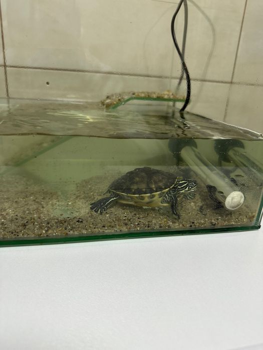 Vand Broască țestoasă  adult ( 3 luni )