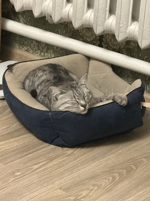 Кот в самые добрые руки