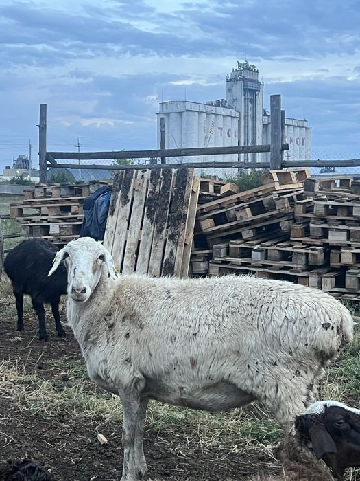 продам овцу хорошую