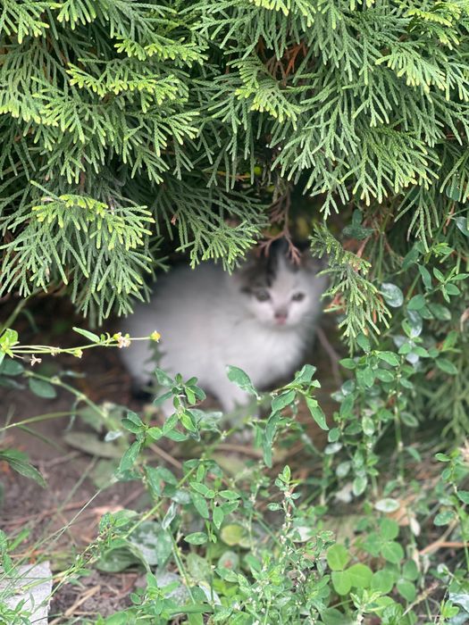 Котята в хорошие руки