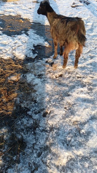 Дойная коза и козлята