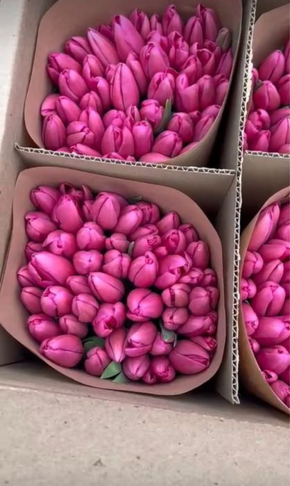 Тюльпаны оптом и в розницу