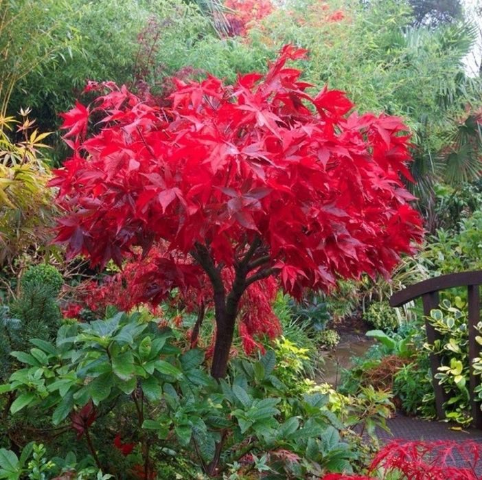 Artar Japonez Red Rubyn