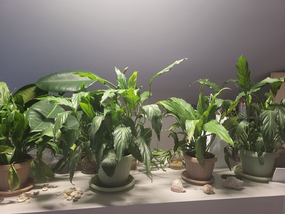 Vând flori ornamentale DE LA  70 lei