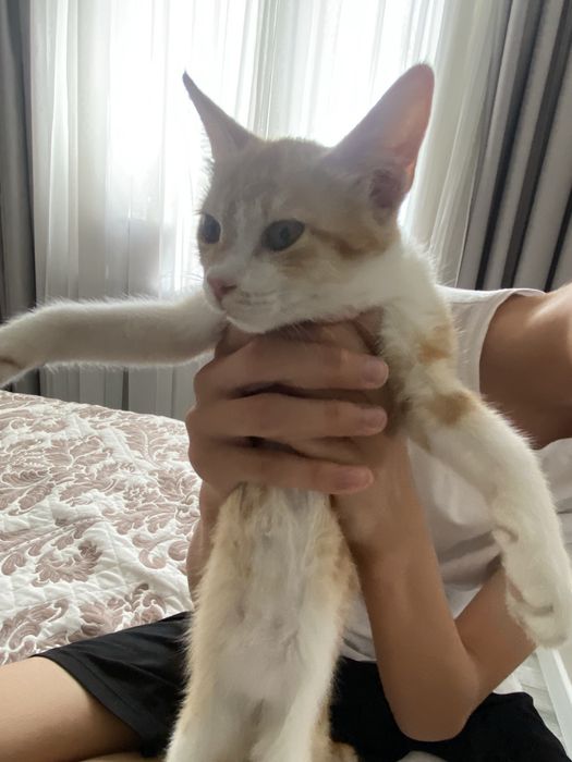Умный котенок в добрые руки
