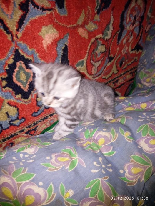 Британские   котята