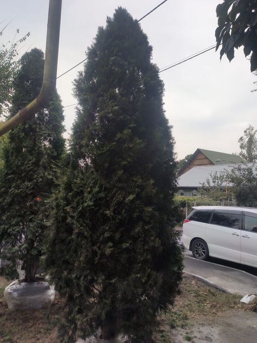 Продаются туи смарагд 3м