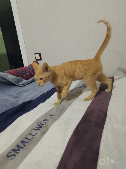 Отдадим кота лаского