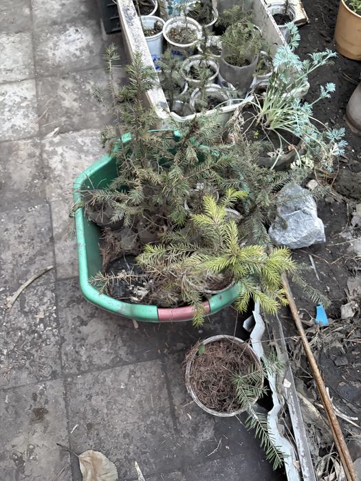 Продам сосенки и елочки