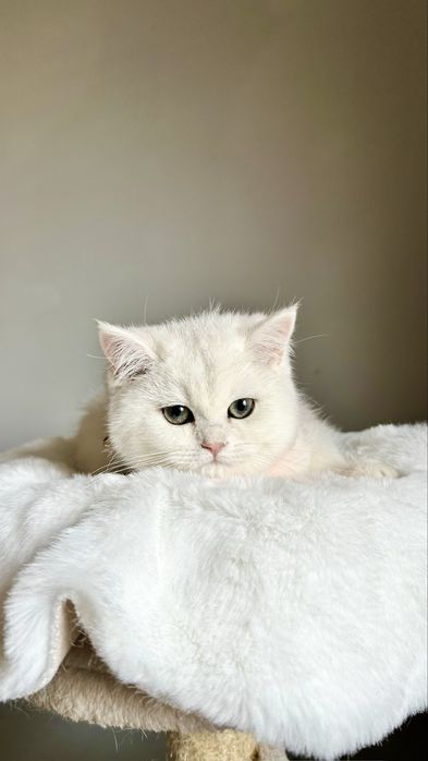 Fetita British Shorthair Chinchilla Silver Superba! Felisa Autorizata