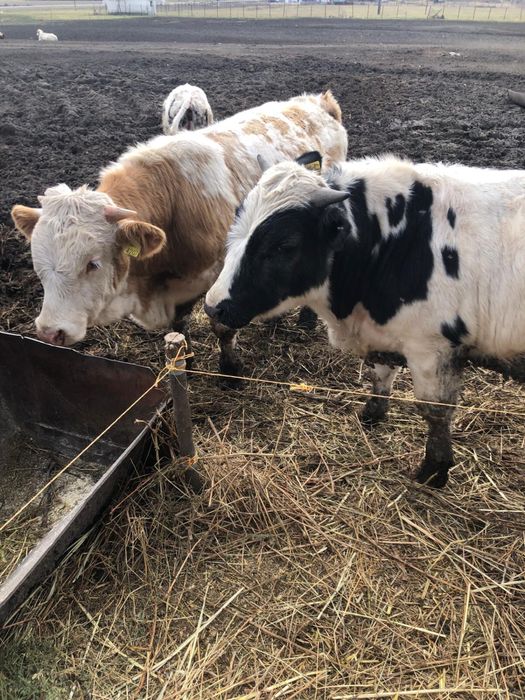 Vand :14 taurii cu varsta de 1 an in jur de 280-320kg buc