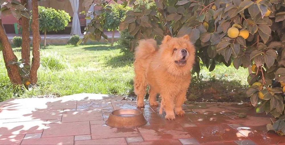 уй ижарага берилади