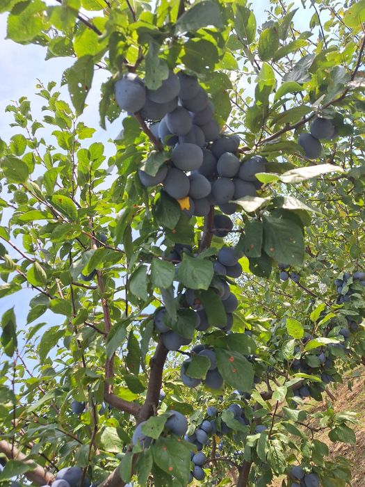 Vând prune  Jojo si Stanley