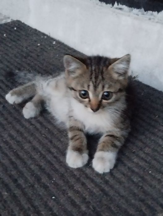 Котята 3 месяца, умные