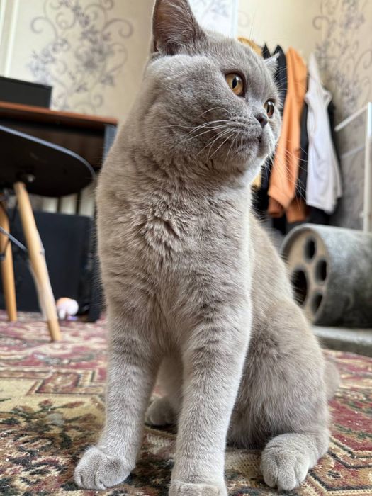 Skotish Strayt pasporti bor