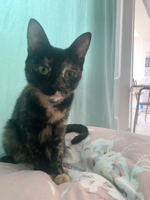 Отдам кошку в хорошие руки, девочка