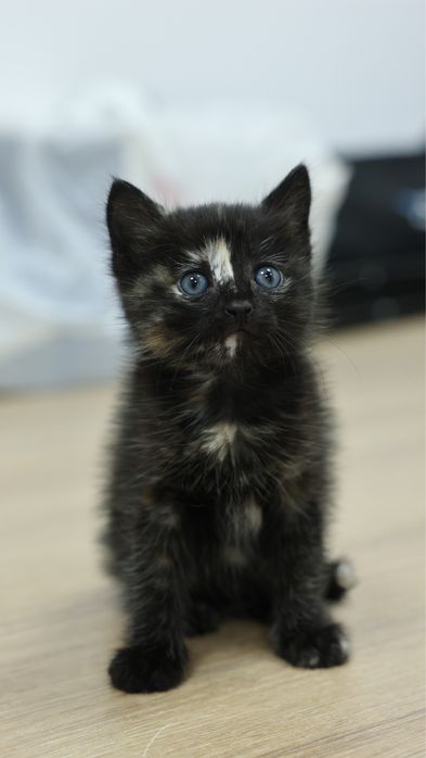 Котенок в добрые ручки
