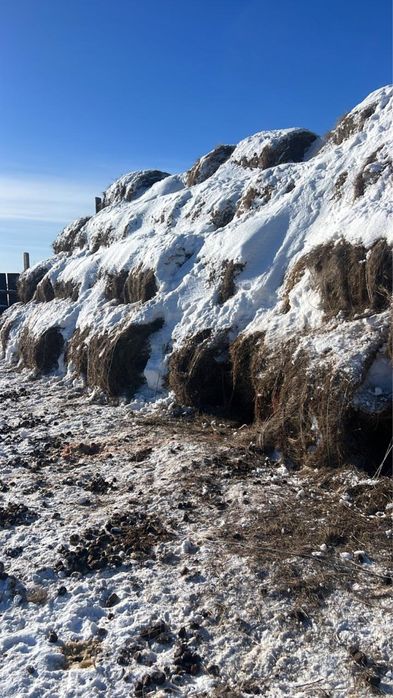 Сено , Шоп , Шөп