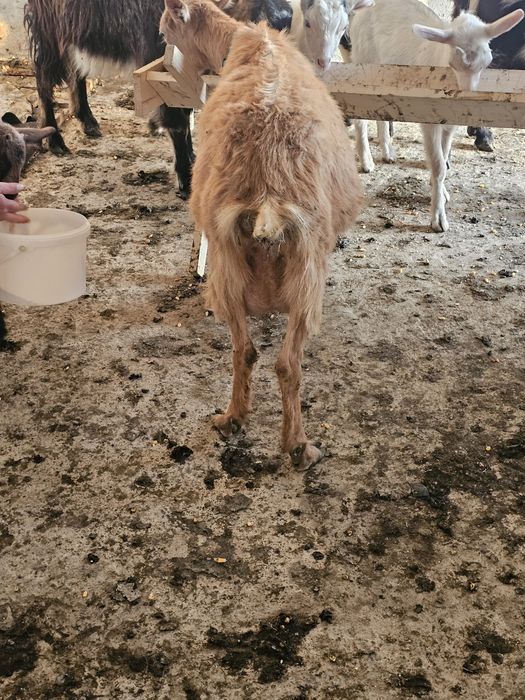 Vand capra cu iadeuta