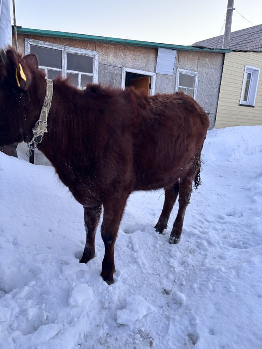 Продам телочек 1 год