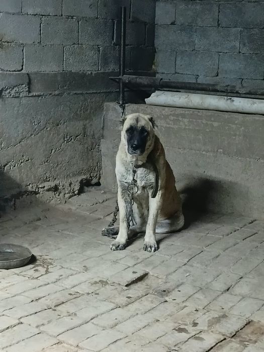 Сатылатын ит бар.