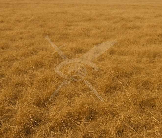 Парцел Асеновград 49035