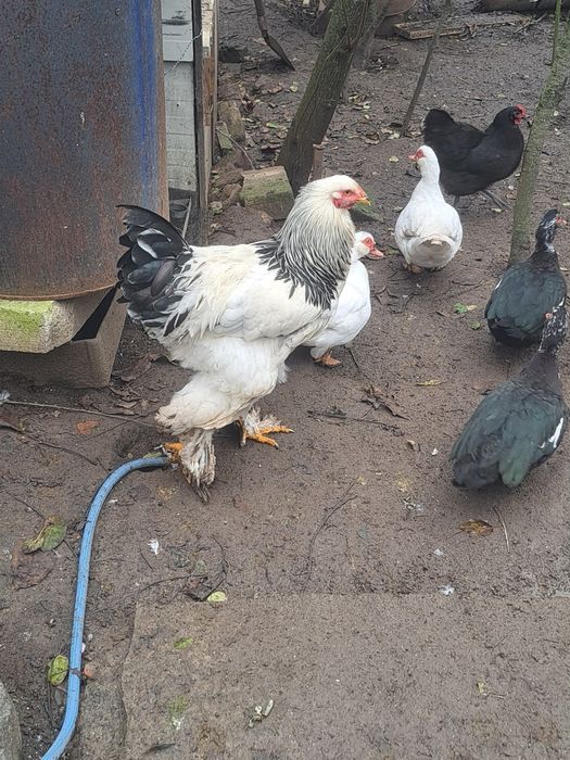 4 rațe și un rățoi mut 2025