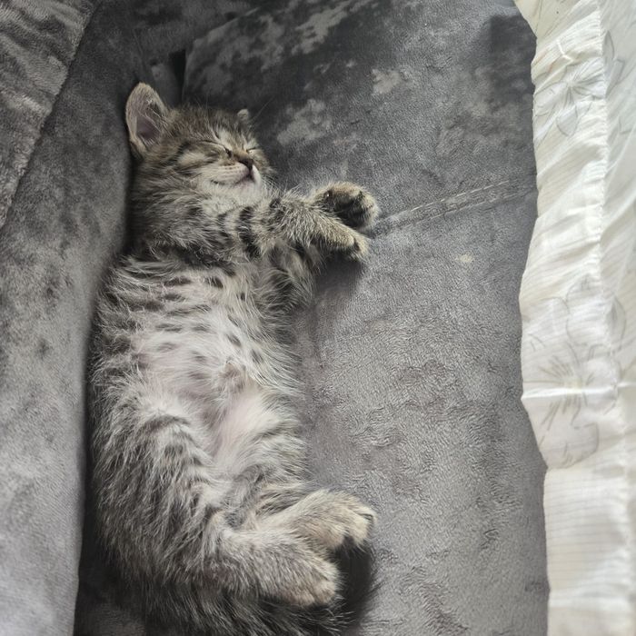 Котенок девочка отдам