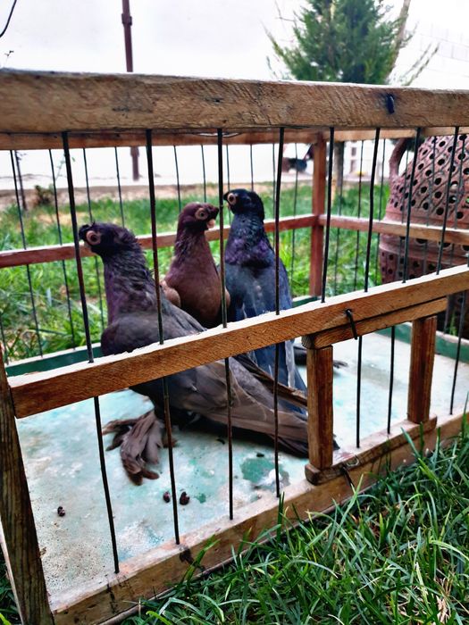 Тозалари сотилади