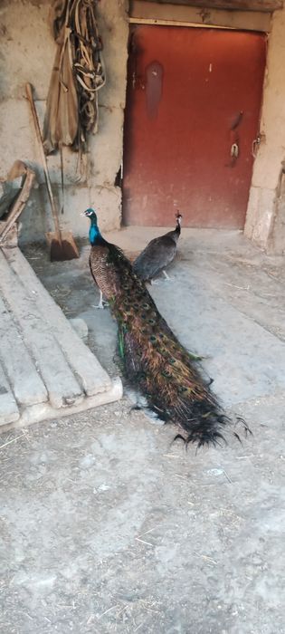 Павлин сатылады (парымен)