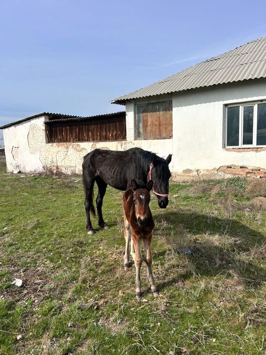 құлынды бие сатылады