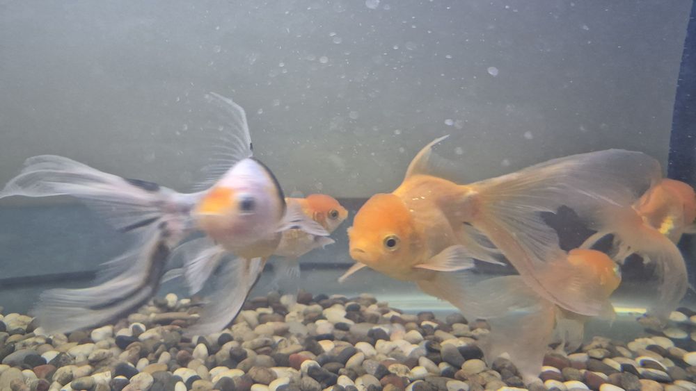 Аквариумные рыбы, комета, красная шапочка