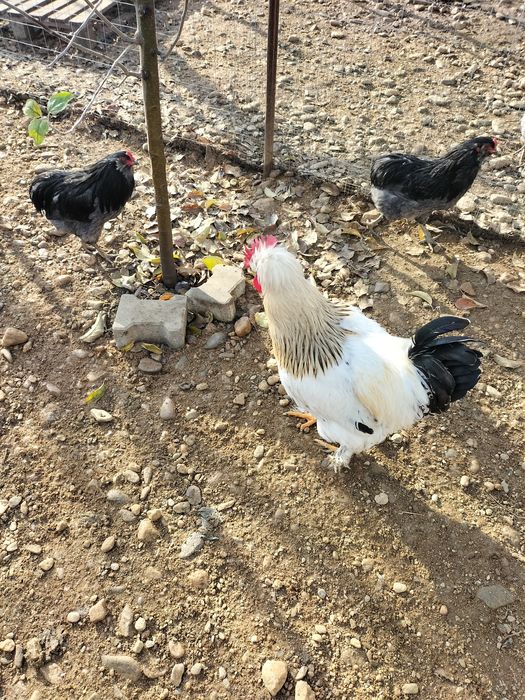 De vânzare cocoș moțat și auroncana.