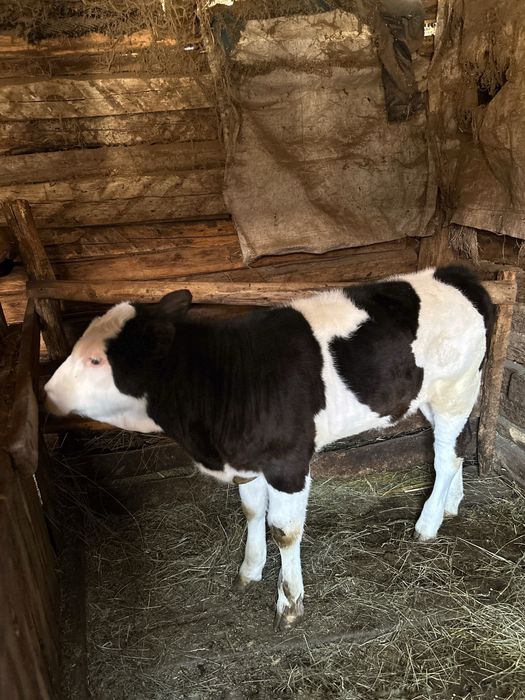 Vitea baltata romaneasca