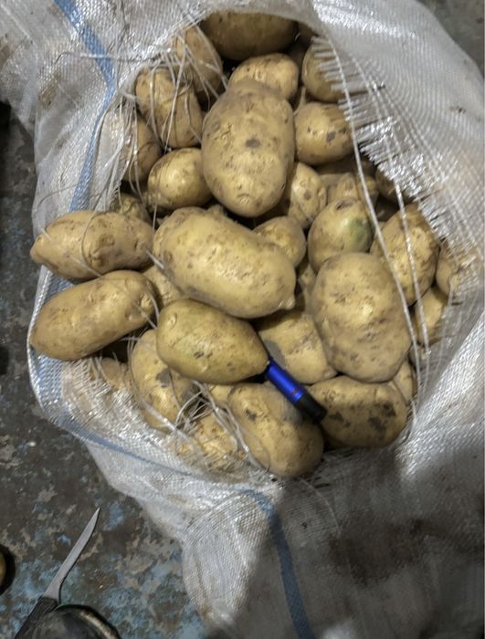 Домашний картофель