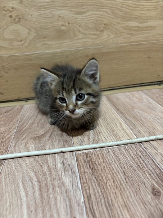 Отдам котят в хорошие руки