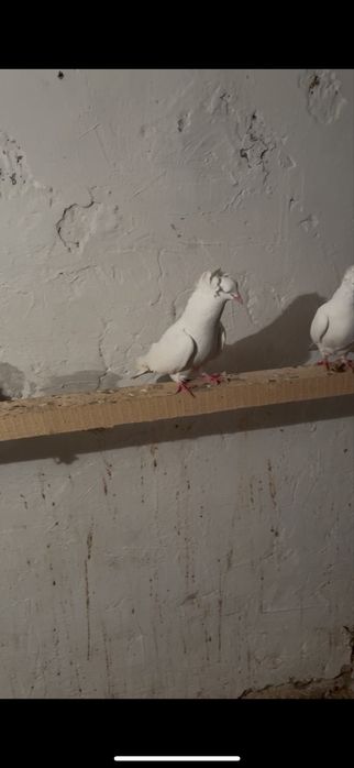 Пара бакинцы шикарные