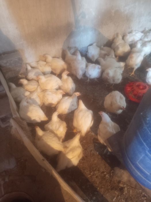 Цыплята бролер подросшие