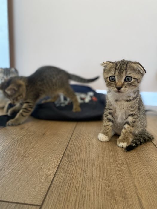 Шотландцы вислоухие котята