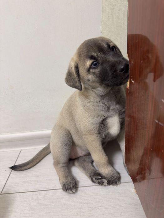 Щенки хаски с дворнягой