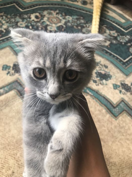 Germaniskiy mushuk sotiladi