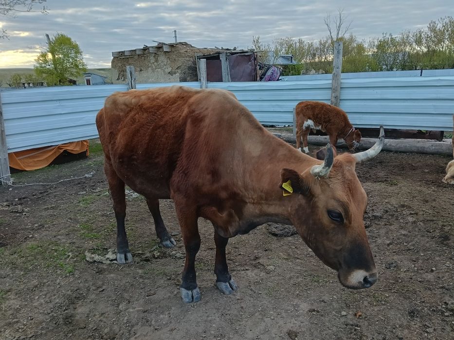 Сиыр сатылады бұзауымен