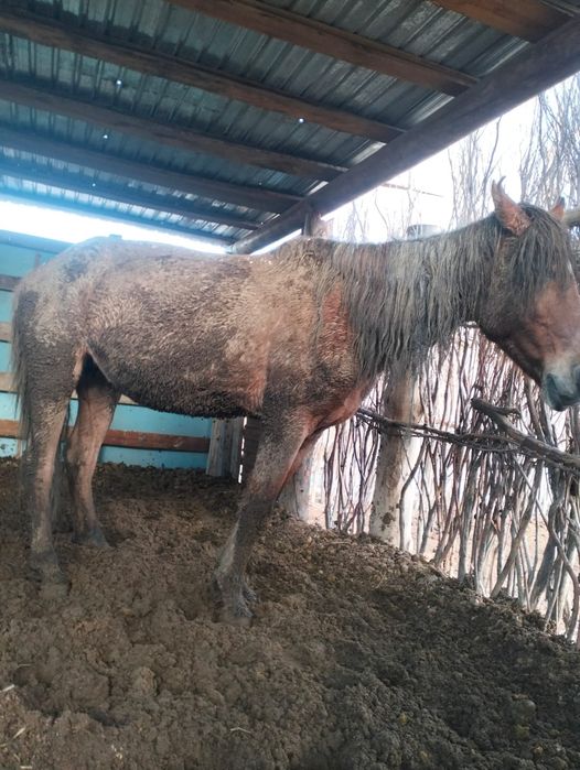 Жылқы бие сатылады