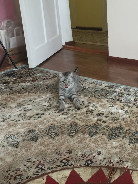 Отдам кота в хорошие руки.