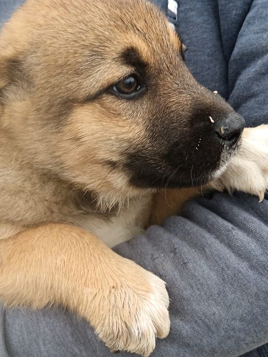 Catelusi spre adoptie