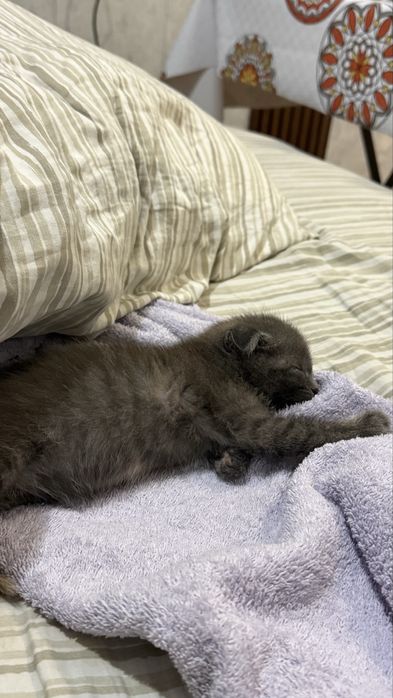 Вислоухий котенок